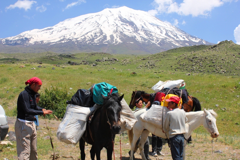 Mount Ararat horses Photo