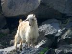 Mount Ararat sheep photo